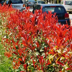 Photinia fraseri Carr Rouge